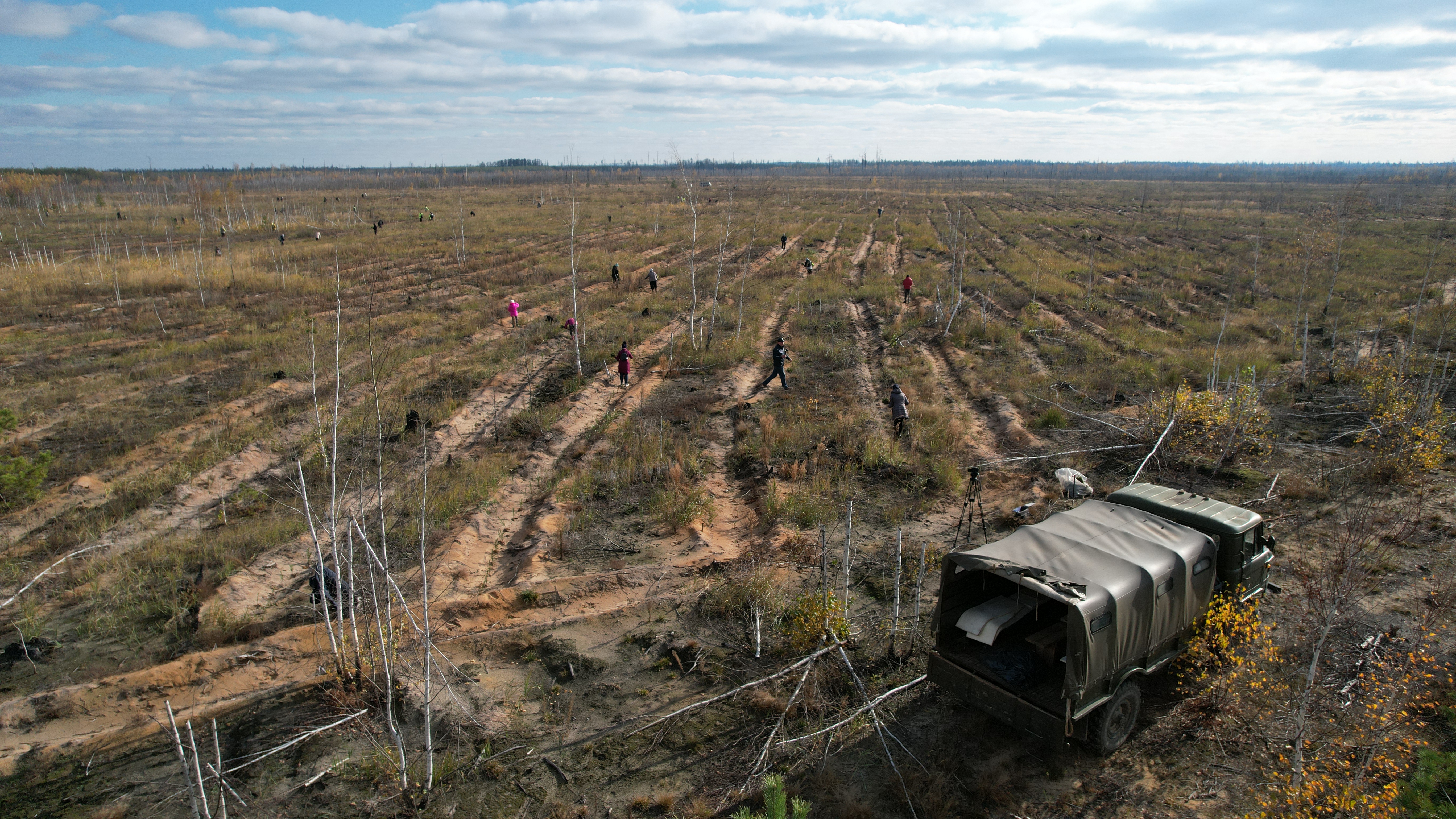 Посадка деревьев